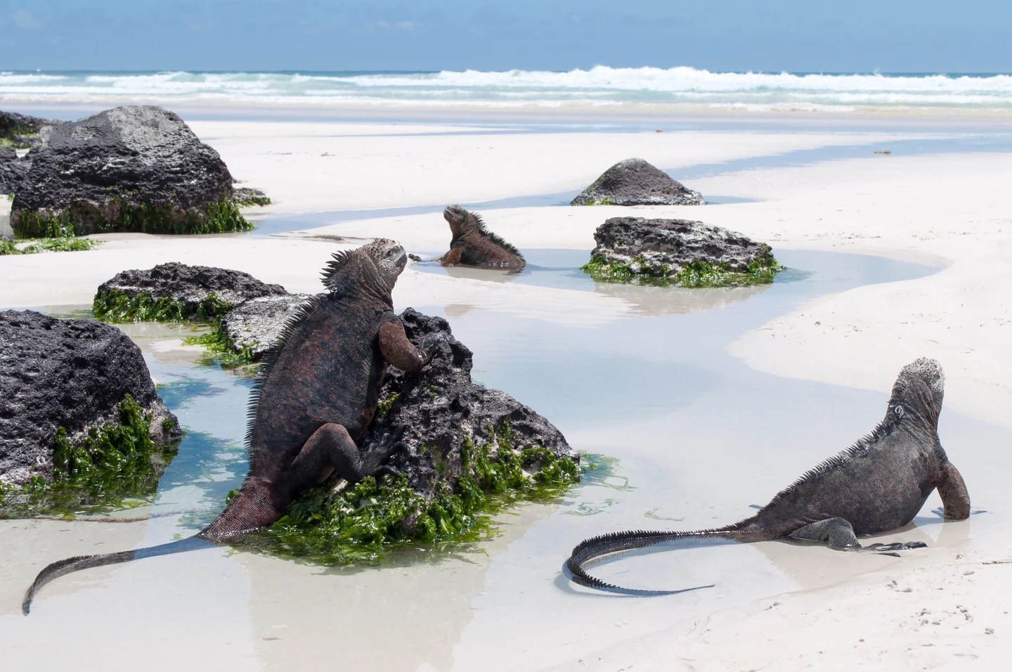 1720672518_385_14ème-plus grand-parc-national-au-monde-de-​​Sagarmata-aux-Galapagos