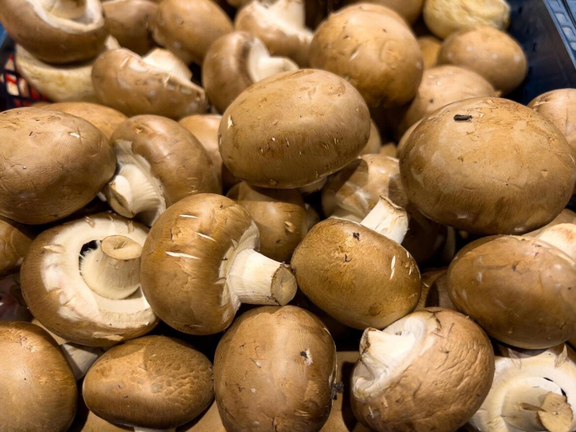 Cultiver des champignons à la maison : comment avoir toujours une récolte fraîche