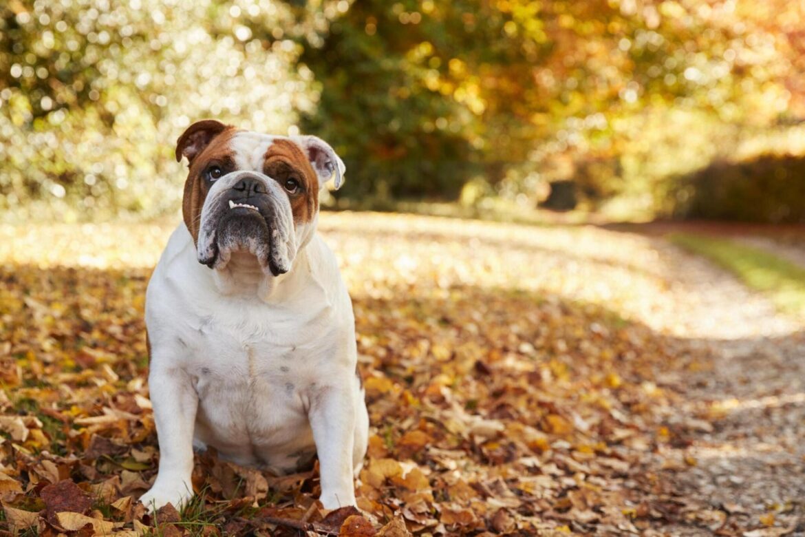 Bouledogue anglais : caractéristiques de la race, prix et règles d’entretien