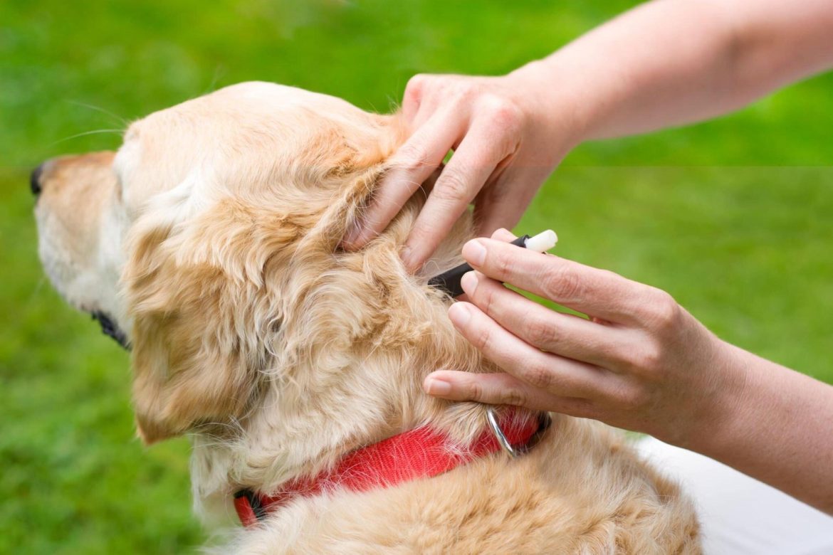 Comment protéger votre chien des tiques : 5 façons de protéger votre animal