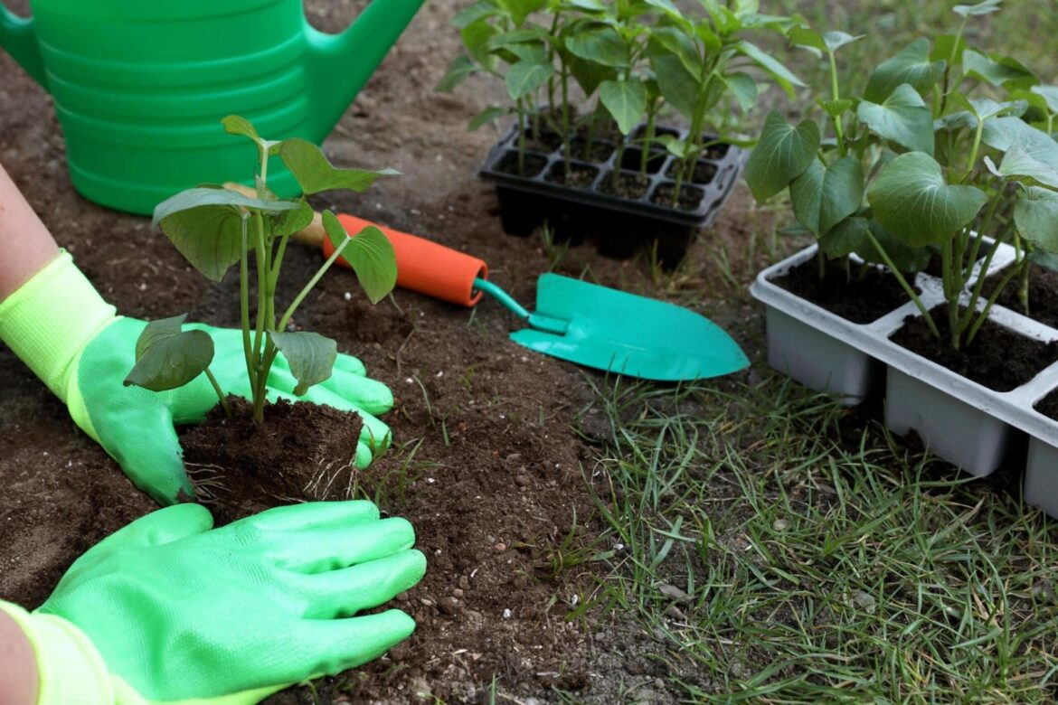 Quoi et pourquoi planter au jardin pour obtenir une bonne récolte