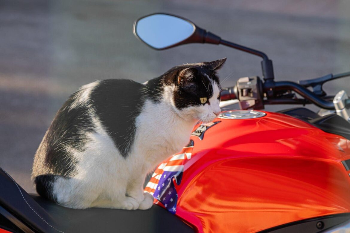 Un chat peut-il conduire une moto en toute sécurité ?