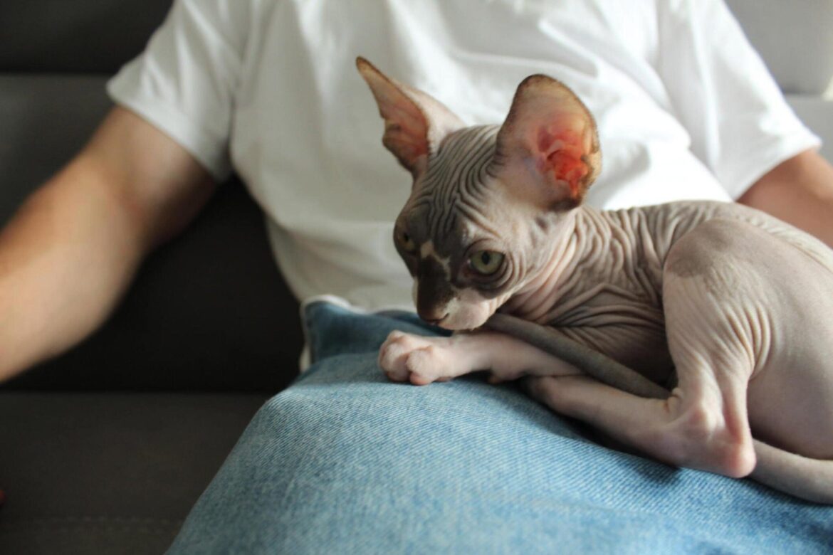 Chat sphynx sans poils : caractéristiques et singularité de la race, règles d’entretien