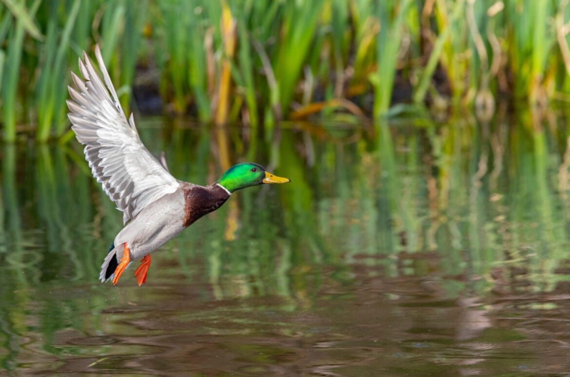 Que signifie rêver d’un canard ?