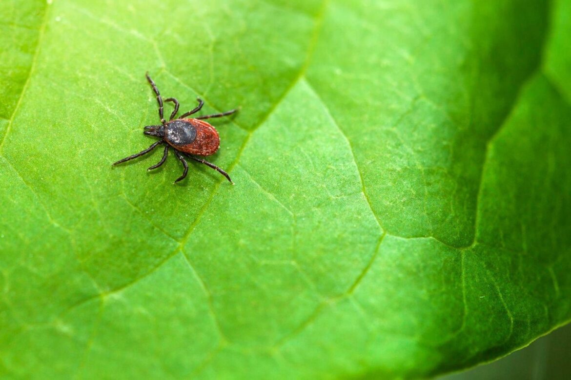 La maladie de Lyme est-elle curable ? Tiques, symptômes et traitement