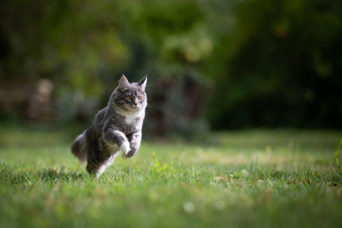 Est-il possible d’empêcher mon chat de tenter de s’échapper ?