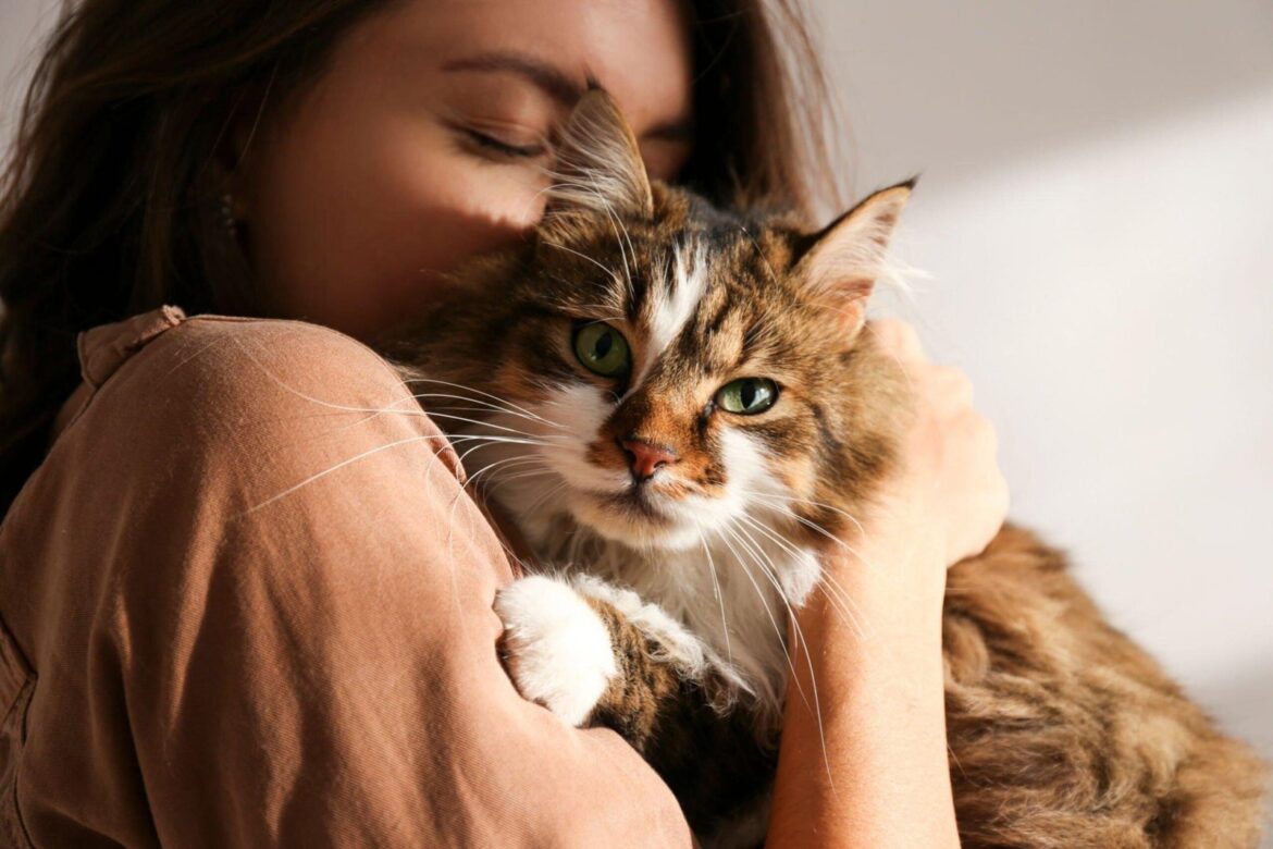 Les chats aiment-ils quand vous les serrez dans vos bras ?