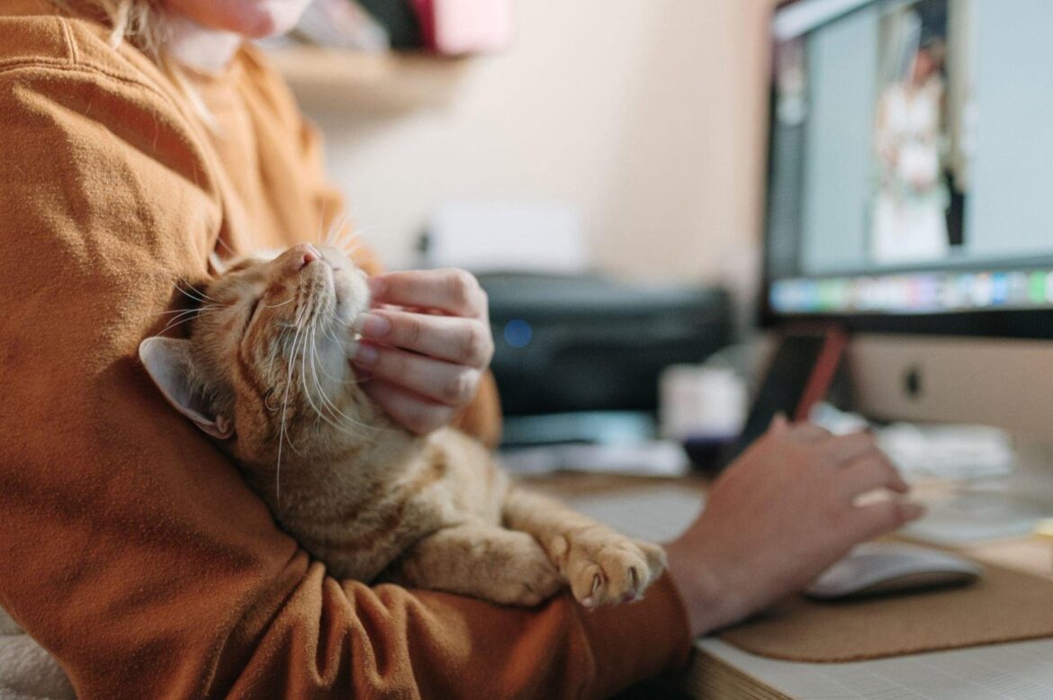 Les chats de bureau peuvent-ils aider à réduire le stress des employés ?