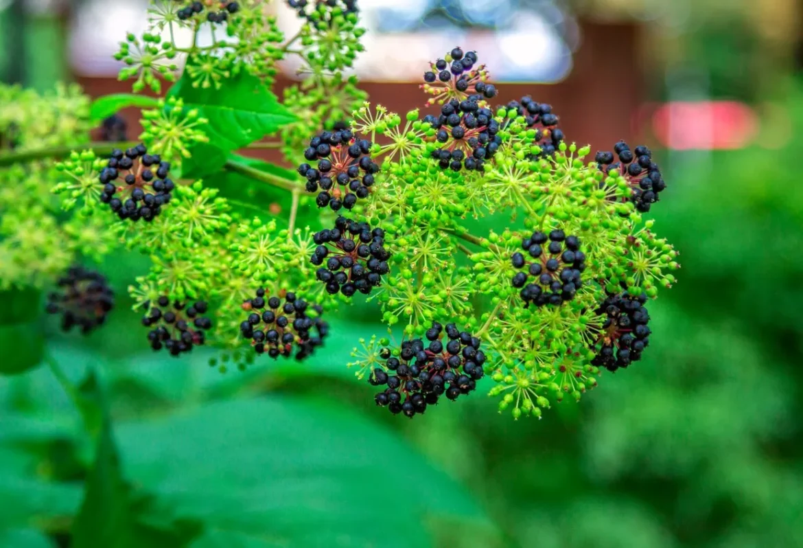 Aralia de Mandchourie : une alternative au ginseng