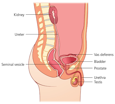 La structure du système urinaire