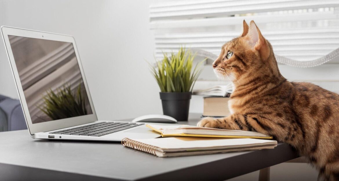 Que ressentent réellement les chats lorsque vous travaillez à domicile ?