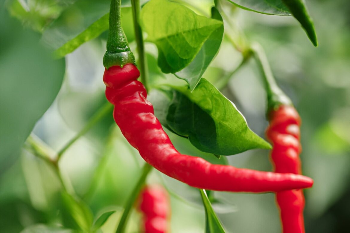 Poivre de Cayenne pour perdre du poids