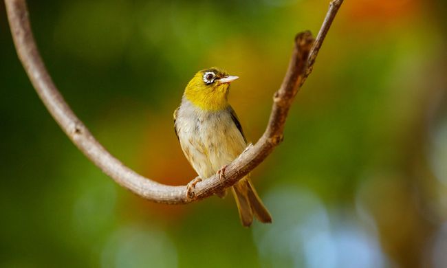 5-meilleurs-endroits-d'observation-d'oiseaux-aux-Fidji