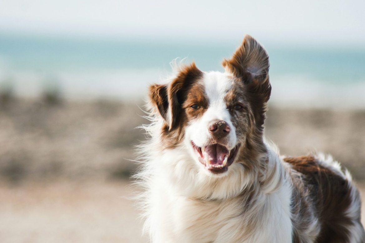 Signification du rêve de chien