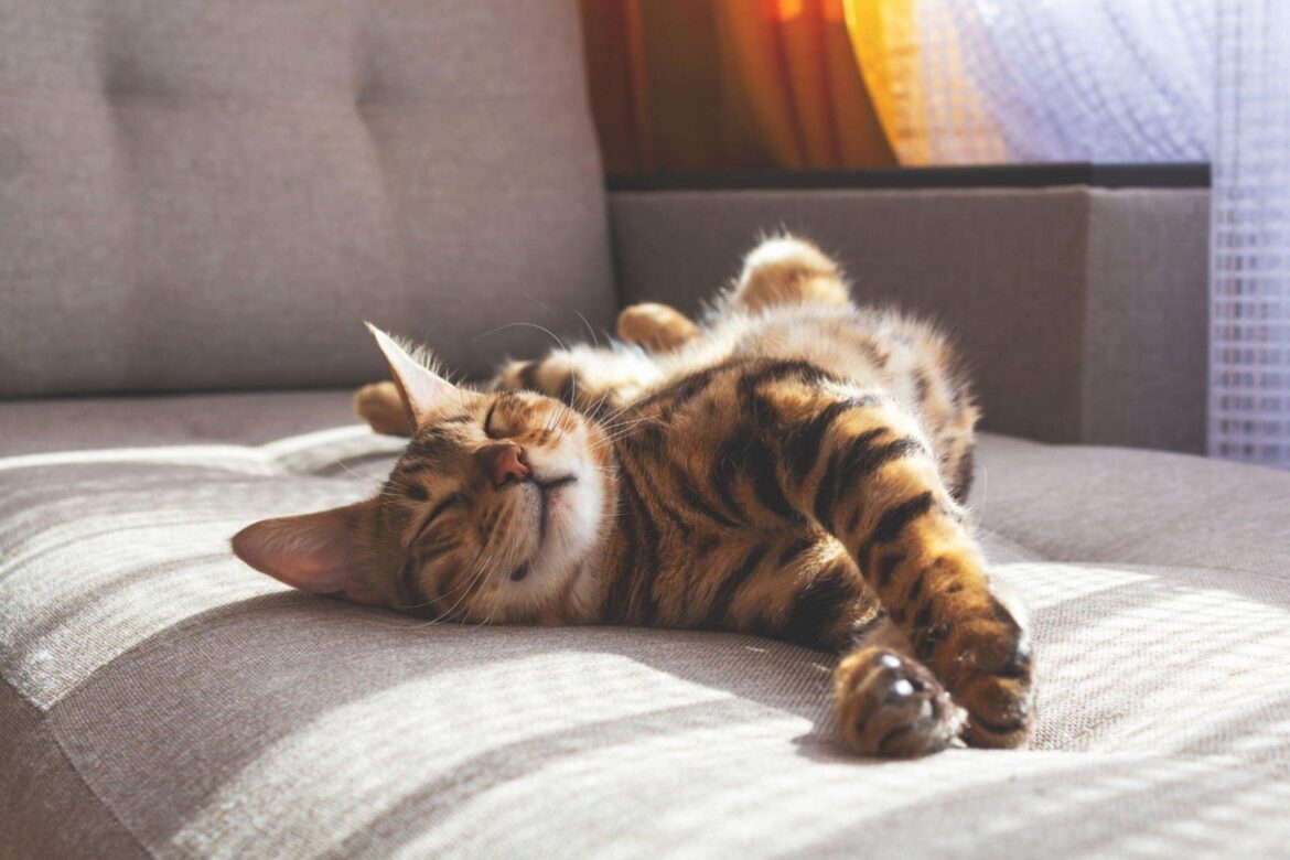 10 positions de sommeil du chat et leur signification