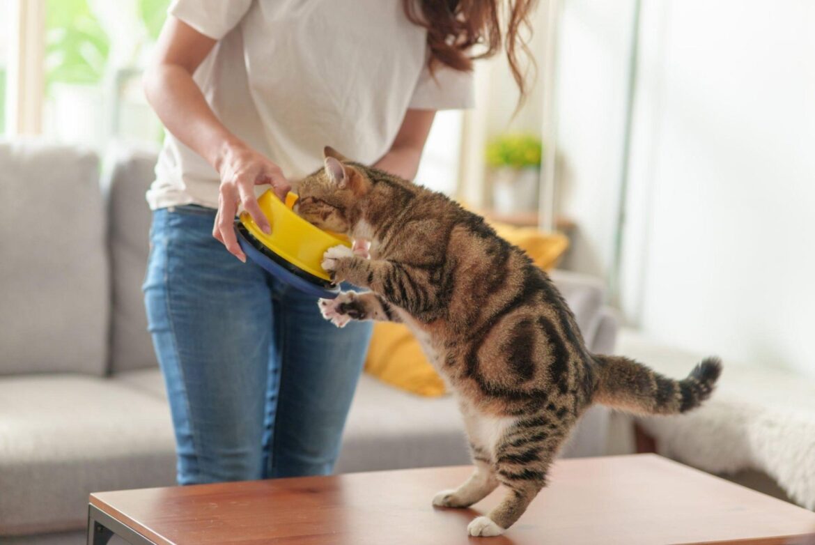 Les chats ont-ils vraiment besoin de nourriture humide ? Informations nutritionnelles et conseils