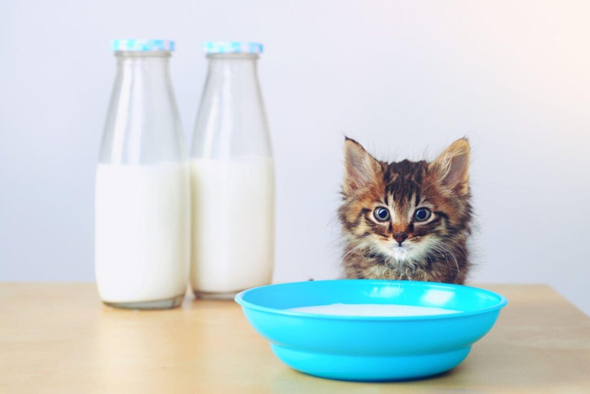 Les chats peuvent-ils boire du lait d’avoine ? La santé et la sécurité expliquées