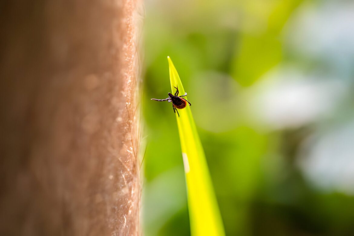 Comment la recherche sur le cancer change le traitement de la maladie de Lyme