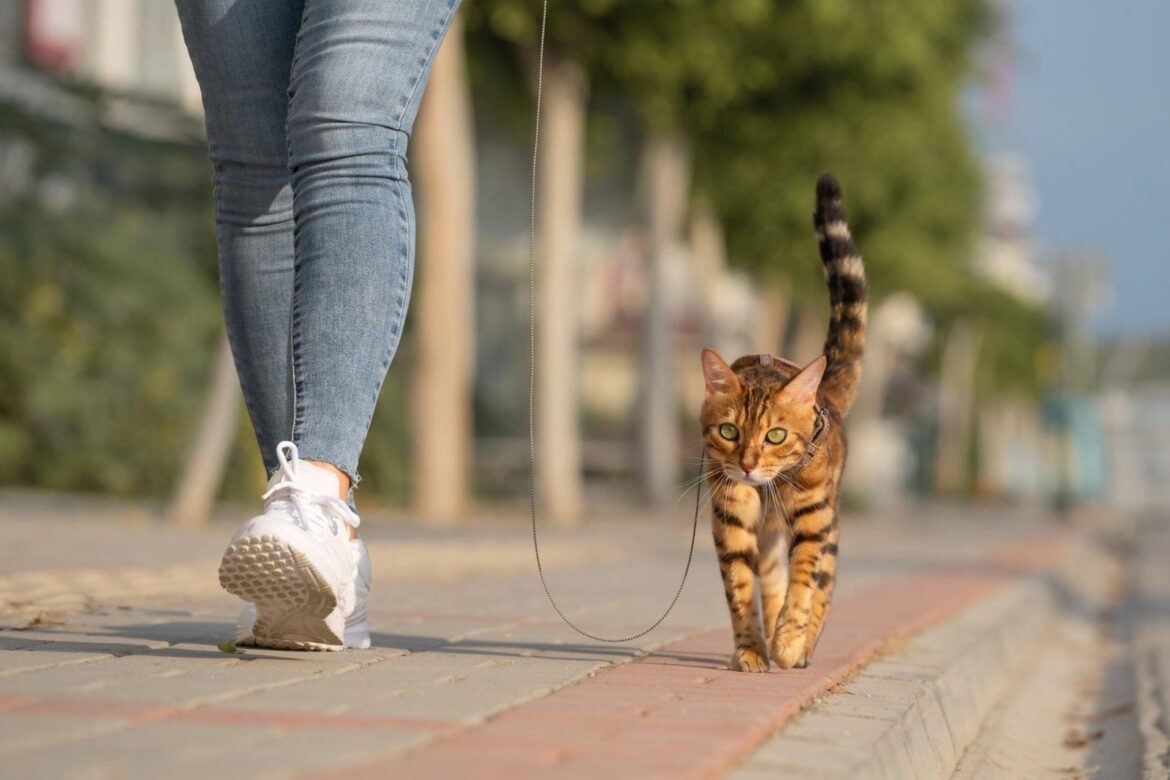 Comment apprendre à un chat à marcher en laisse