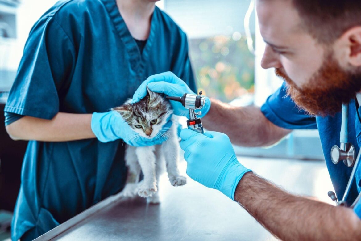 Avantages de la stérilisation d’un chat : 4 raisons pour lesquelles cela vaut la peine de le faire