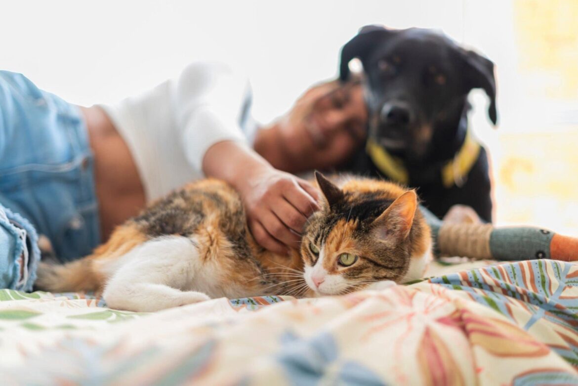 Pourquoi les chats sont-ils tellement plus courageux que les chiens ?