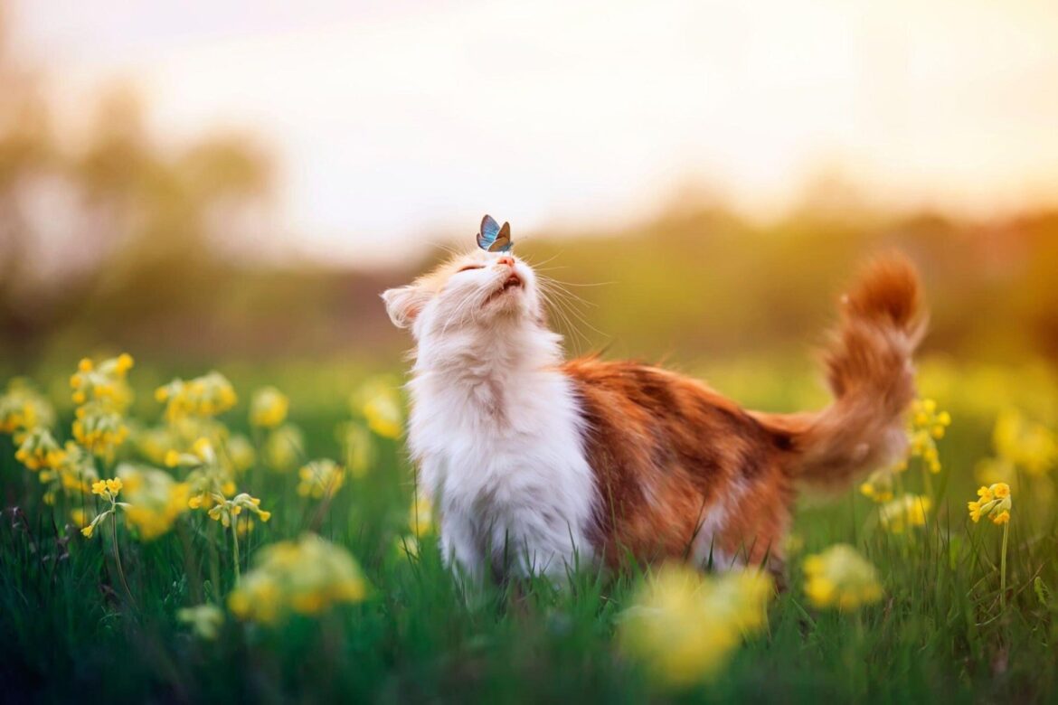 Mon chat n’arrête pas d’attraper des oiseaux, comment puis-je les empêcher ?