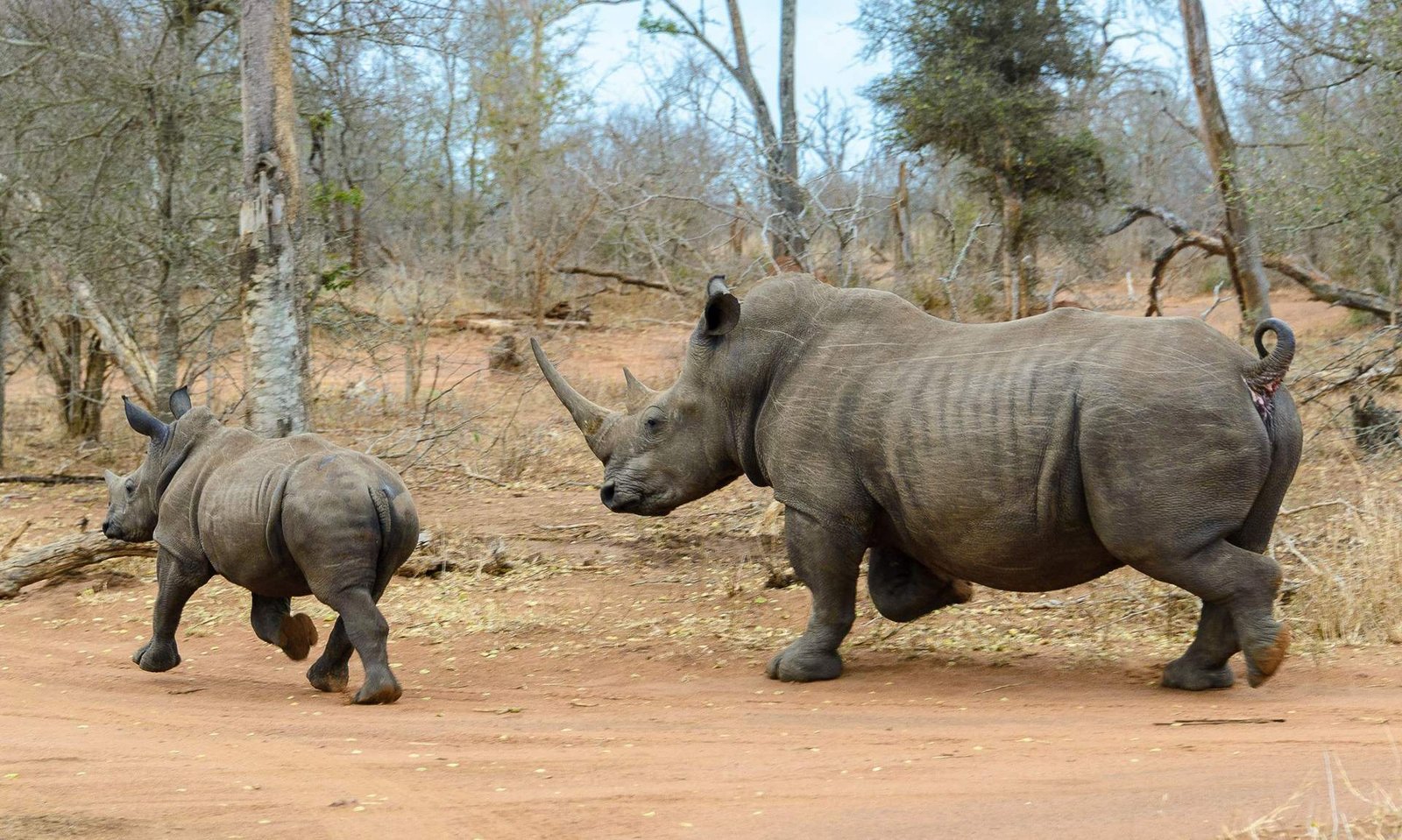 1726843895_601_Rare-délicieux-meilleurs-endroits-pour-encore-voir-des-rhinocéros-à-l'état sauvage