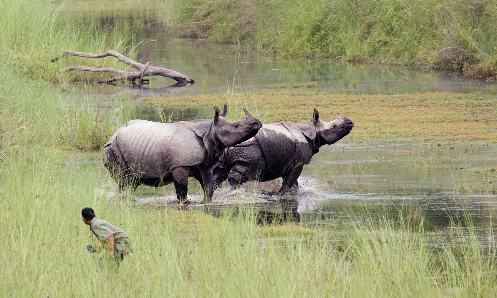 1726843895_530_Rare-délicieux-meilleurs-endroits-encore-à-voir-des-rhinocéros-à-l'état sauvage