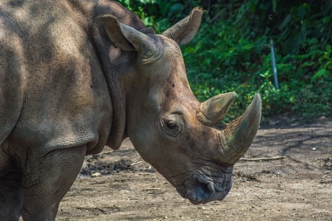 1726843895_837_Rare-délicieux-meilleurs-endroits-pour-encore-voir-des-rhinocéros-à-l'état sauvage