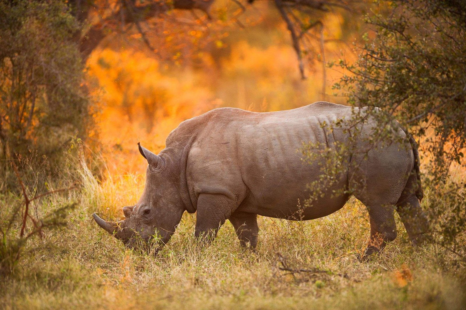 1726843895_221_Rare-délicieux-meilleurs-endroits-pour-encore-voir-des-rhinocéros-à-l'état sauvage