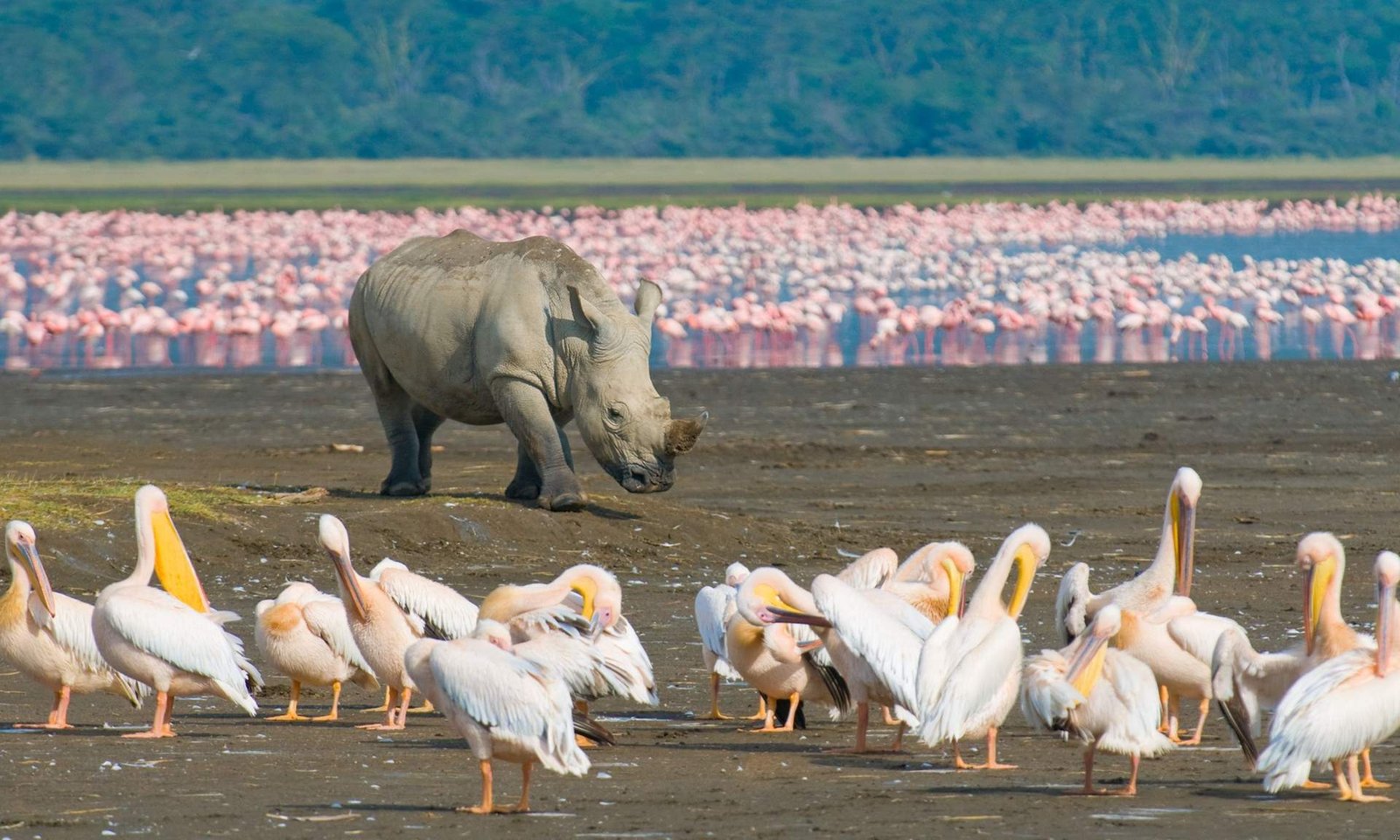 1726843894_425_Rare-délicieux-meilleurs-endroits-pour-encore-voir-des-rhinocéros-à-l'état sauvage