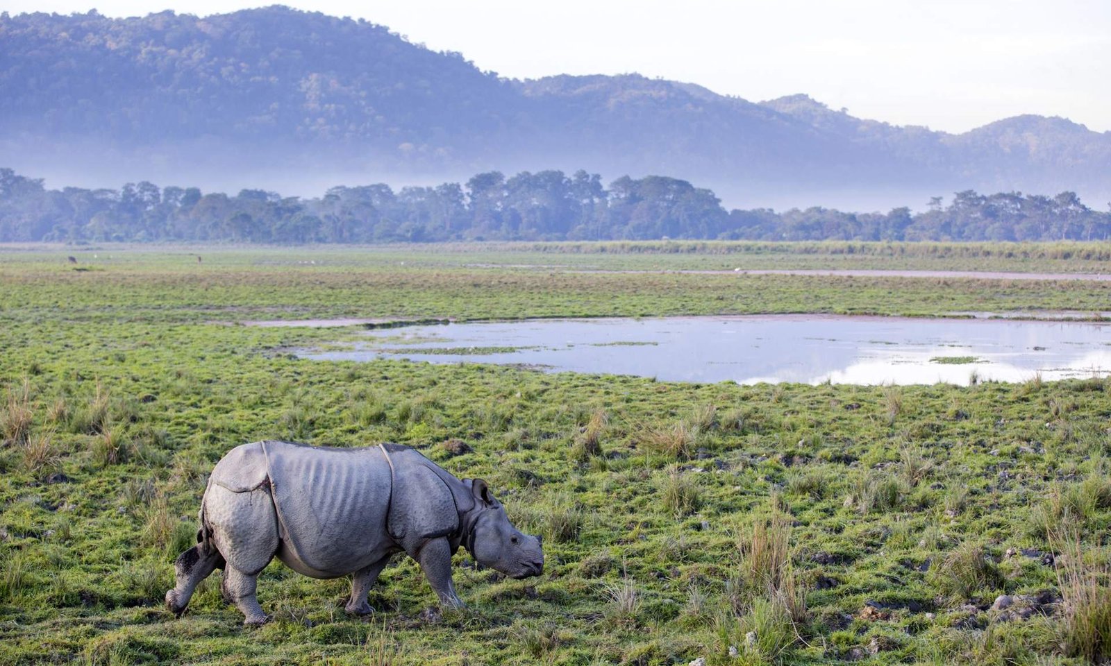 1726843895_764_Rare-délicieux-meilleurs-endroits-pour-encore-voir-des-rhinocéros-à-l'état sauvage