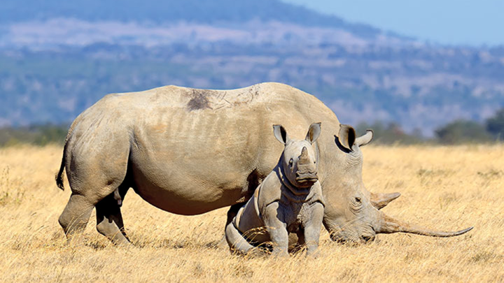 Les meilleurs endroits pour encore voir des rhinocéros à l’état sauvage