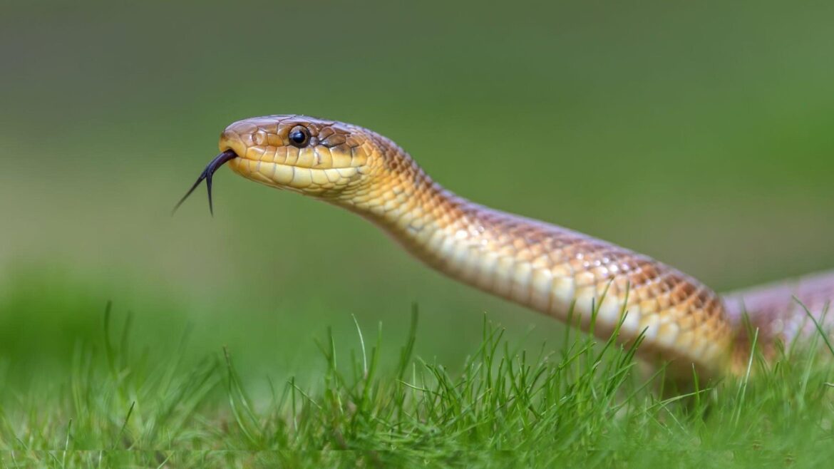 Signification du rêve de serpent