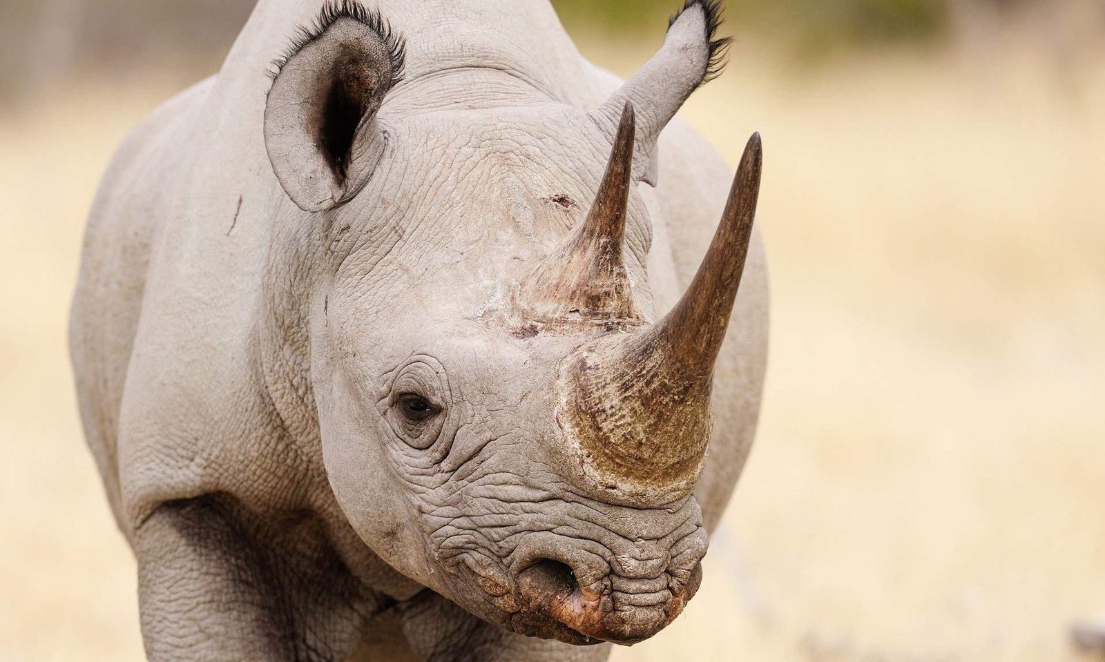 Rares-délicieux-meilleurs-endroits-encore-à-voir-des-rhinocéros-à-l'état sauvage