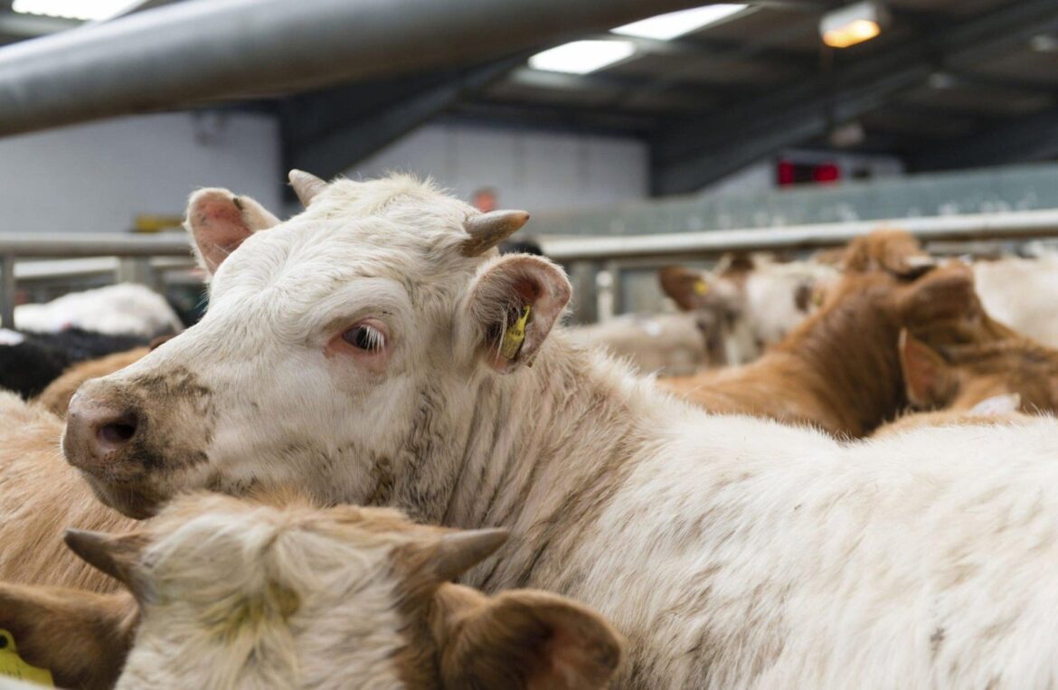 Signification du rêve d’abattoir