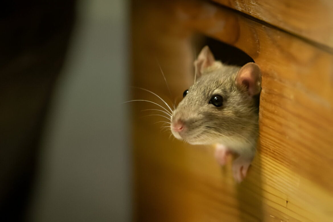 Voici ce qu’il faut faire contre les souris dans les murs