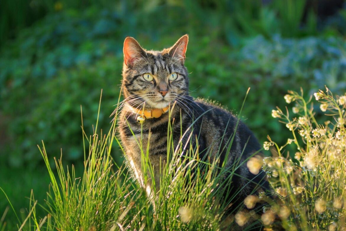 Signification du rêve de chat