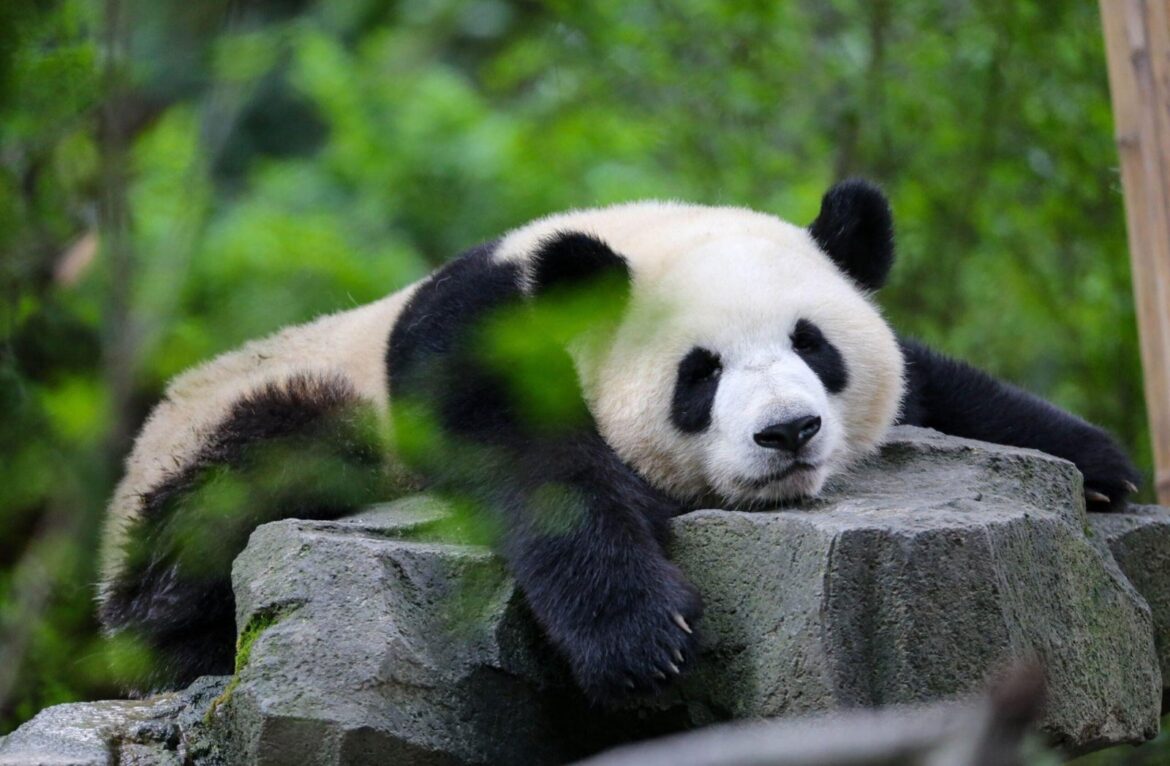 Un panda dans un rêve