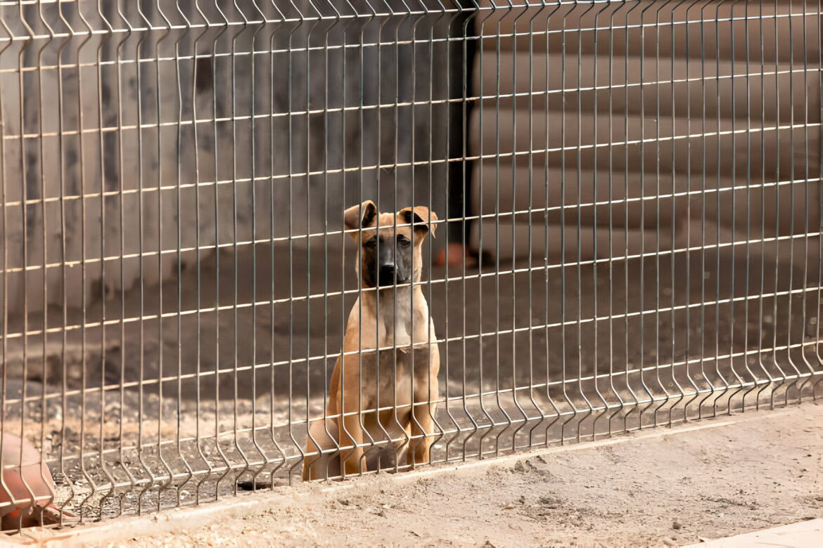 Niche pour chien à faire soi-même